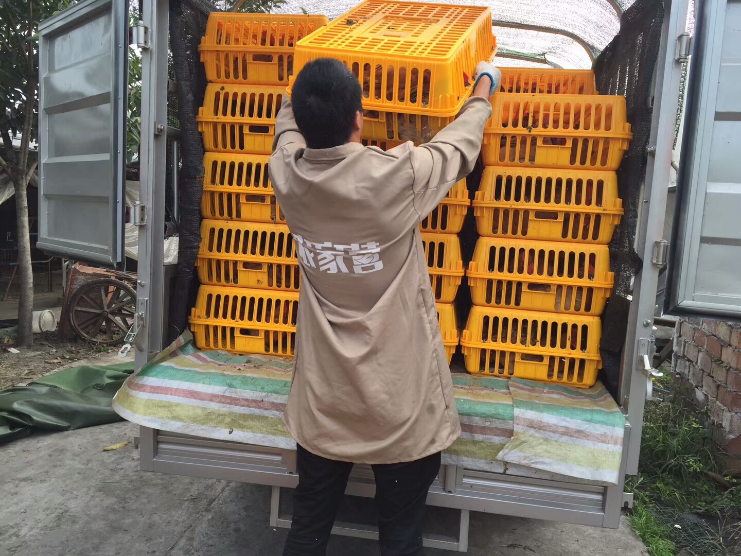 高明黑脚土鸡批发销售渠道,你如何打开土鸡的销售渠道