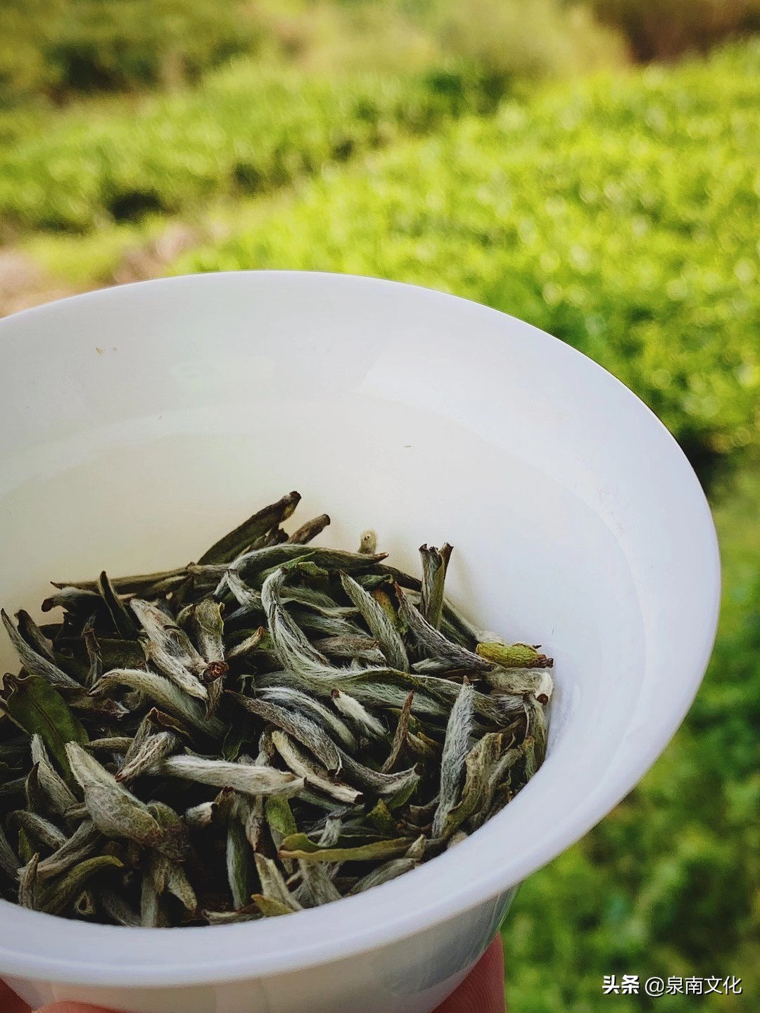 禅茶一味茶韵禅香图片,禅茶一味悟天下一盏清茗酬知音