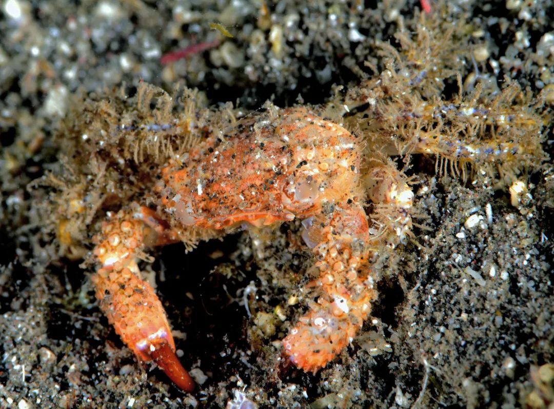 吃螃蟹会有寄生虫进入大脑吗,吃螃蟹会造成病毒感染吗