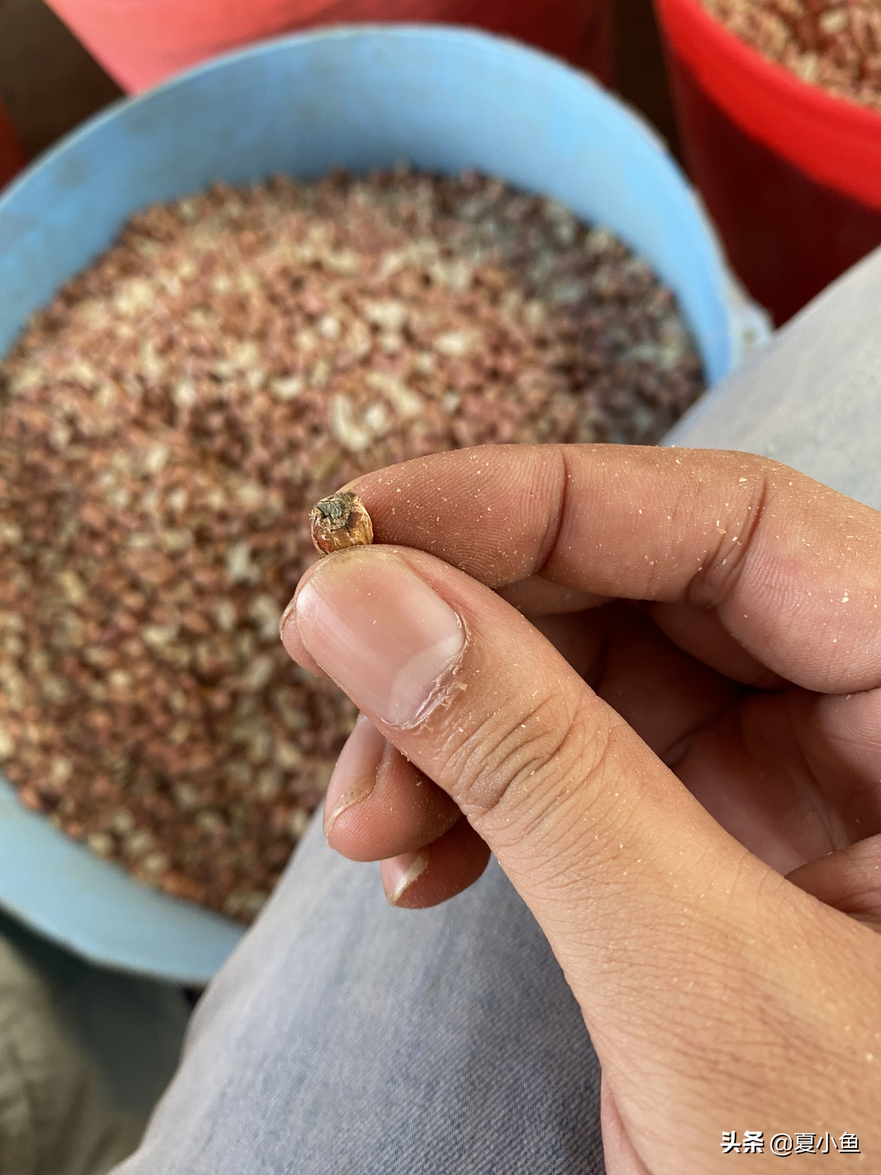 纯正花生油背后的秘密,花生油的猫腻是怎么回事