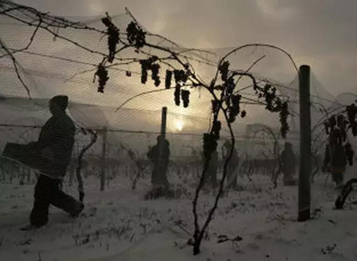 品尝甘醇香甜的冰酒,冰酒的魅力