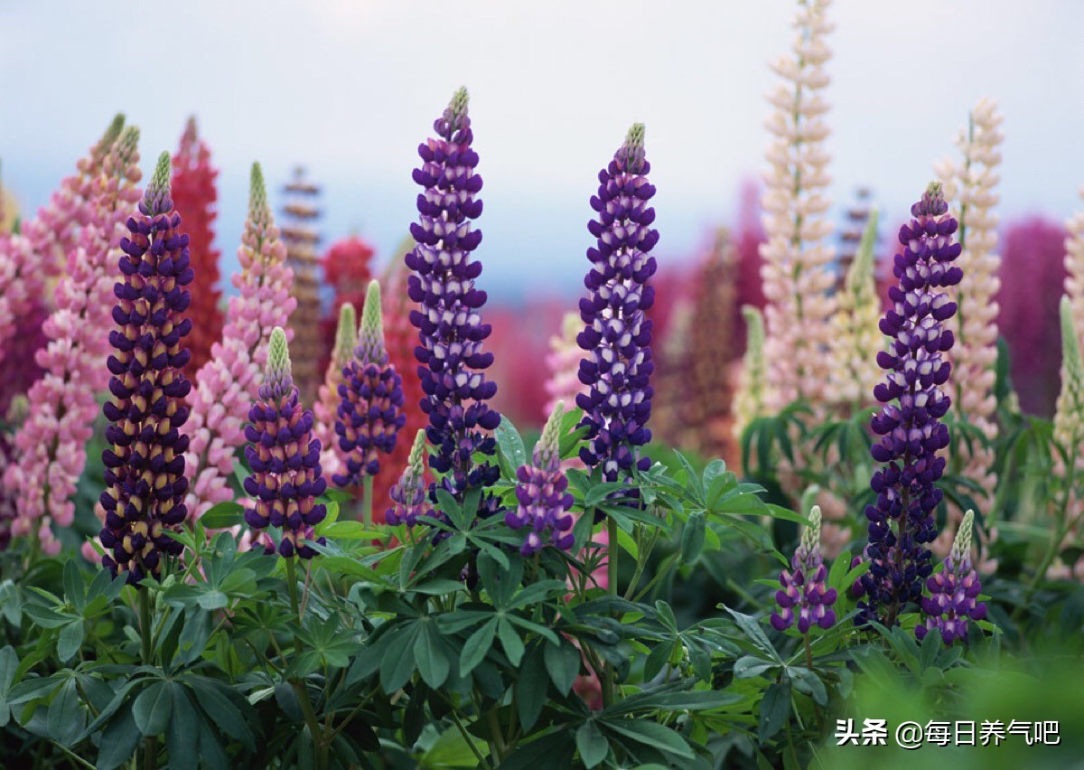 气能量Ⅱ篇12：文气的能量（连载1）