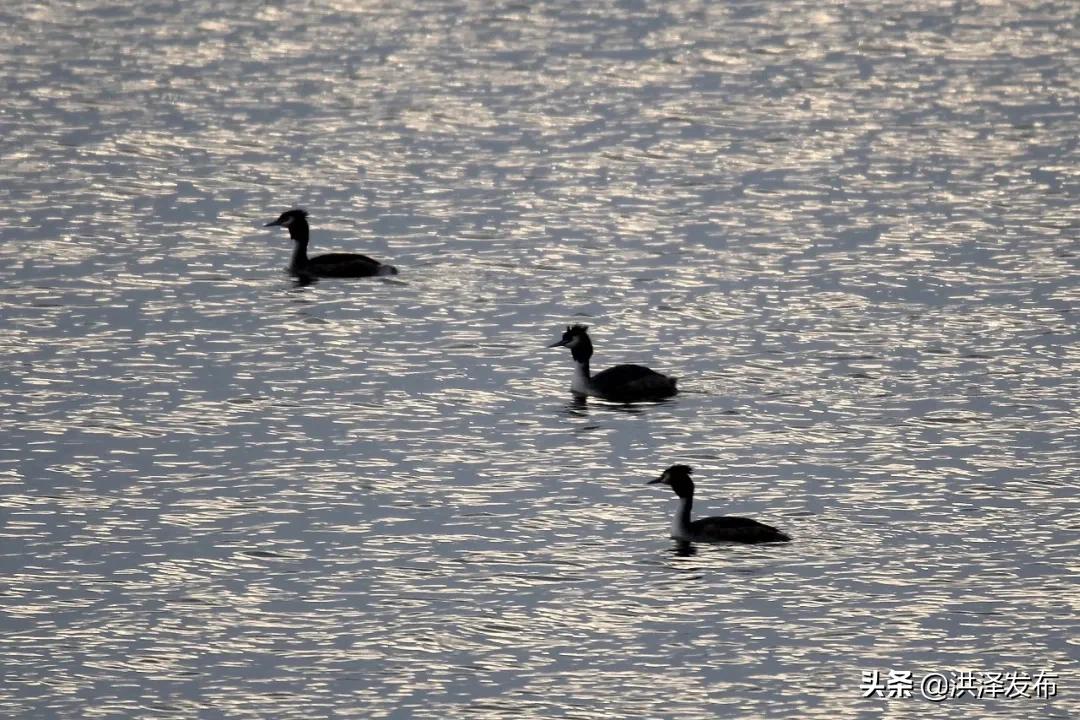 【V视】享自然丨千余只“凤头鸊鷉”洪泽湖畔捕食嬉戏