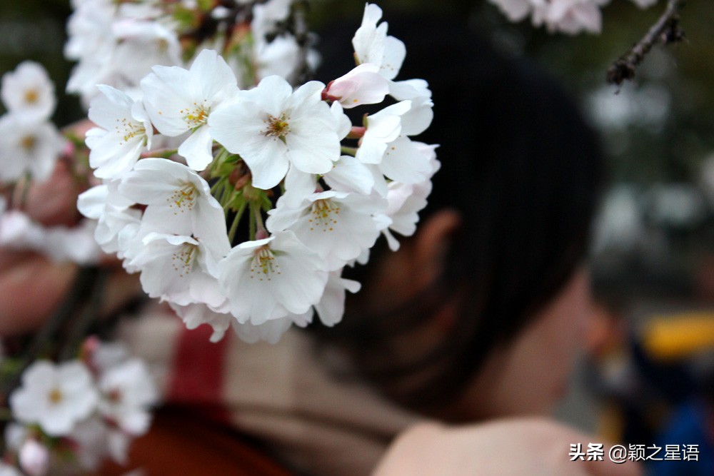 十里樱花十里尘,十五个赏樱地,赴一场樱花之恋