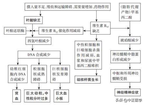 孕妇叶酸和老人叶酸有什么区别,叶酸分孕妇叶酸和普通叶酸吗
