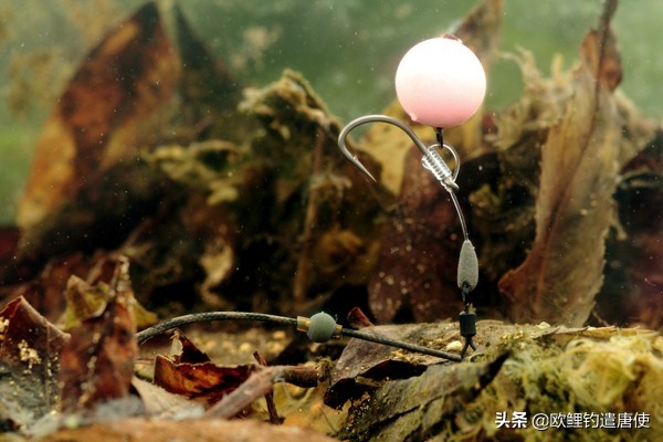 欧鲤钓必须用弯背钩吗,欧鲤钓真的那么厉害吗