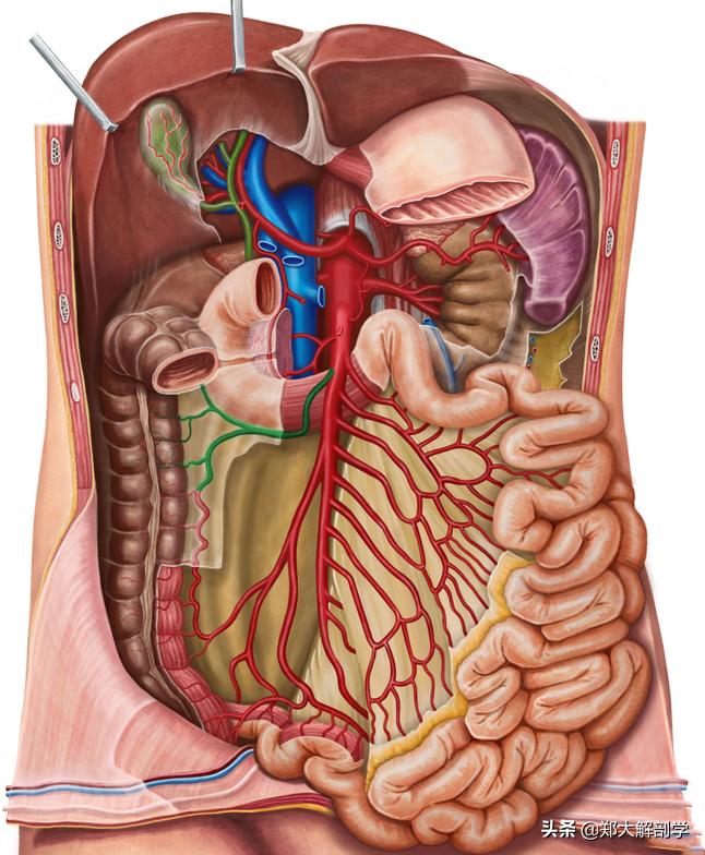 腹腔神经丛,腹腔神经丛分布图