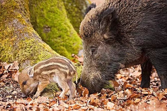 最有效的治愈动物,哪些动物能自己治疗病