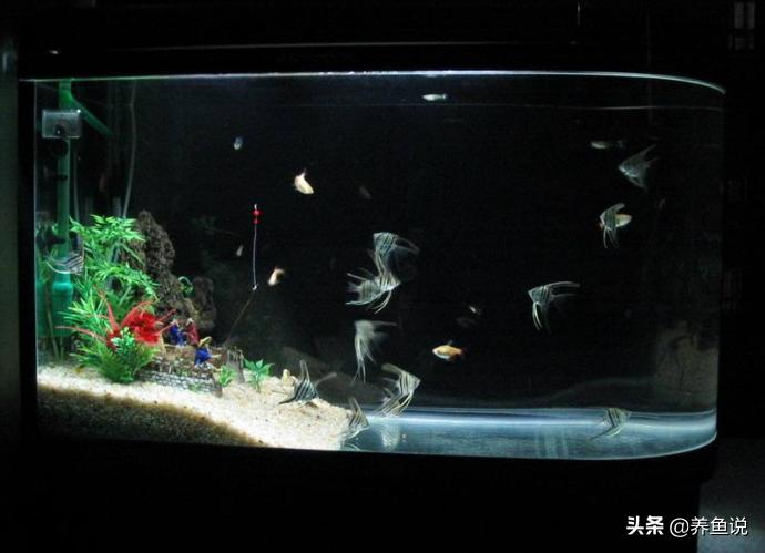 鱼缸长期没清理缸壁发黄怎么处理,鱼缸灯开时间长了鱼缸就很脏