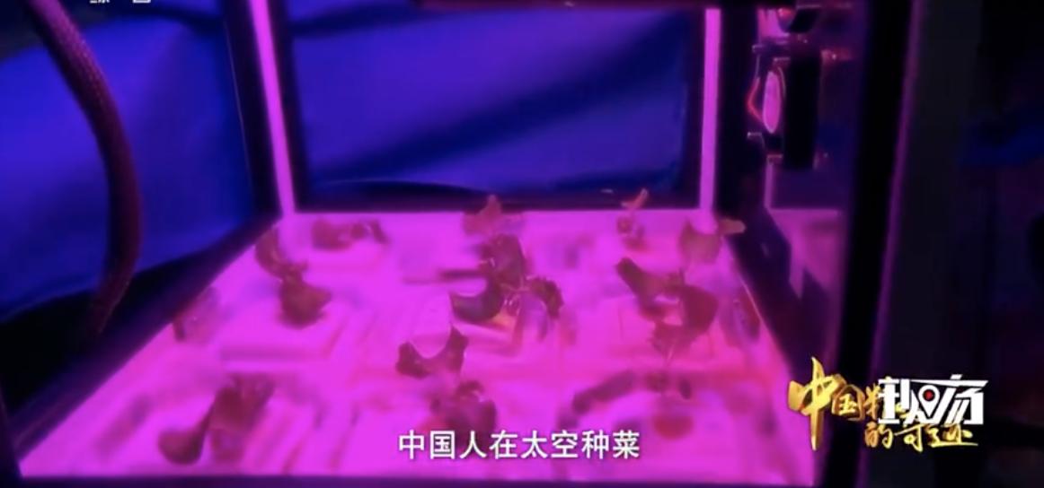 中国的种菜天赋要多离谱,中国种菜天赋惊呆外国人解说