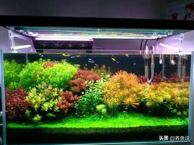 水草缸怎么能养好,水草缸最好养什么