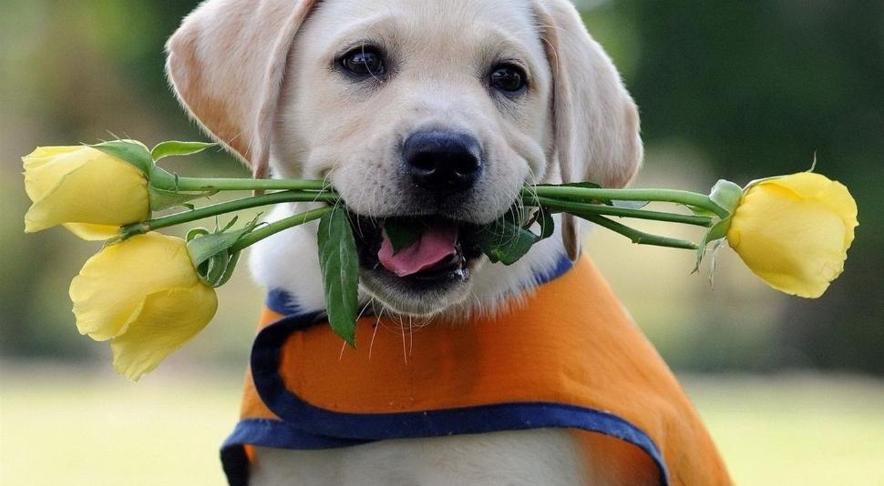 让狗狗开心的100种方式,怎样摸狗狗让狗狗开心