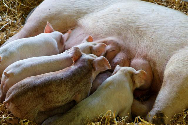 母猪产后不吃体温正常怎么回事,母猪产后体温正常不吃怎么办