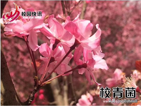 曲靖师范学院玉兰花,曲靖师范学院樱花正盛无人赏
