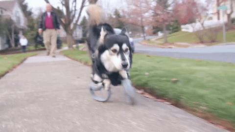 狗狗的前腿断了的特征,狗狗天生前腿畸形还能治么