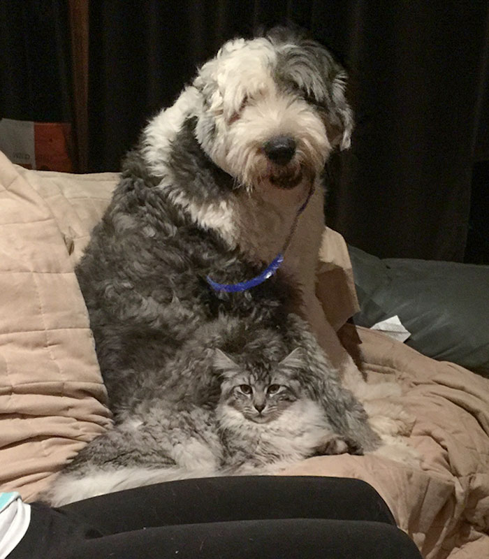 当不同物种的小动物们忽然“撞衫”…同款配色双倍的可爱