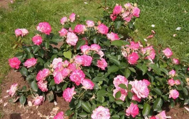 玫瑰花不同颜色的寓意和花语图片,玫瑰花各个品种及花语介绍大全