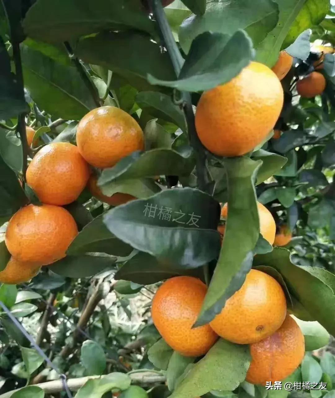 今天沙糖桔收购价多少,金秋砂糖桔目前价格行情