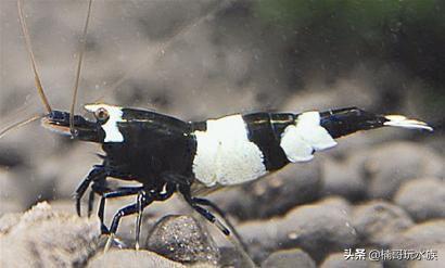 观赏虾的养殖方法图解,养观赏虾的正确方法和注意事项