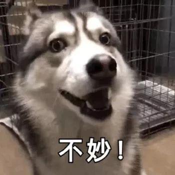 枪出如龙英姿飒爽,枪出如龙天下无双纹身图