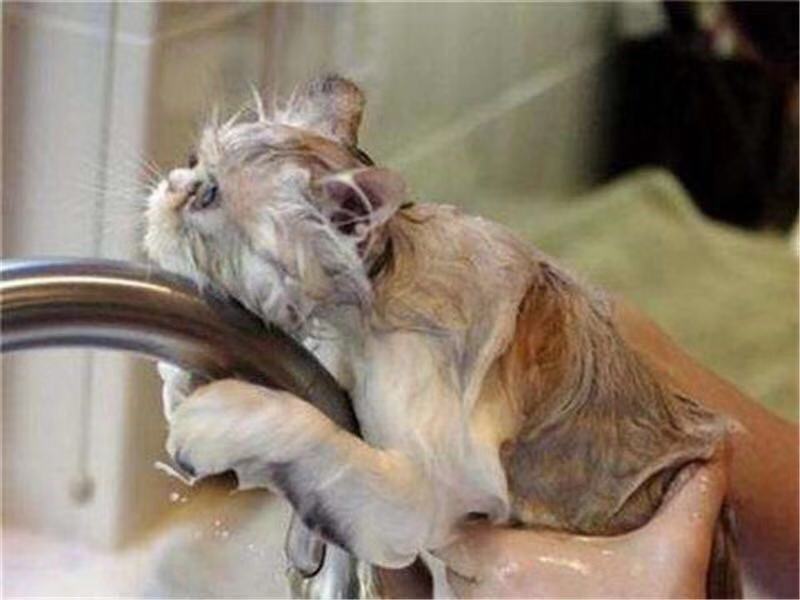 天气转凉猫咪怎么保暖,天气转凉猫咪该如何养护