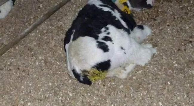 犊牛腹泻痢特灵用法用量,犊牛腹泻的防治措施