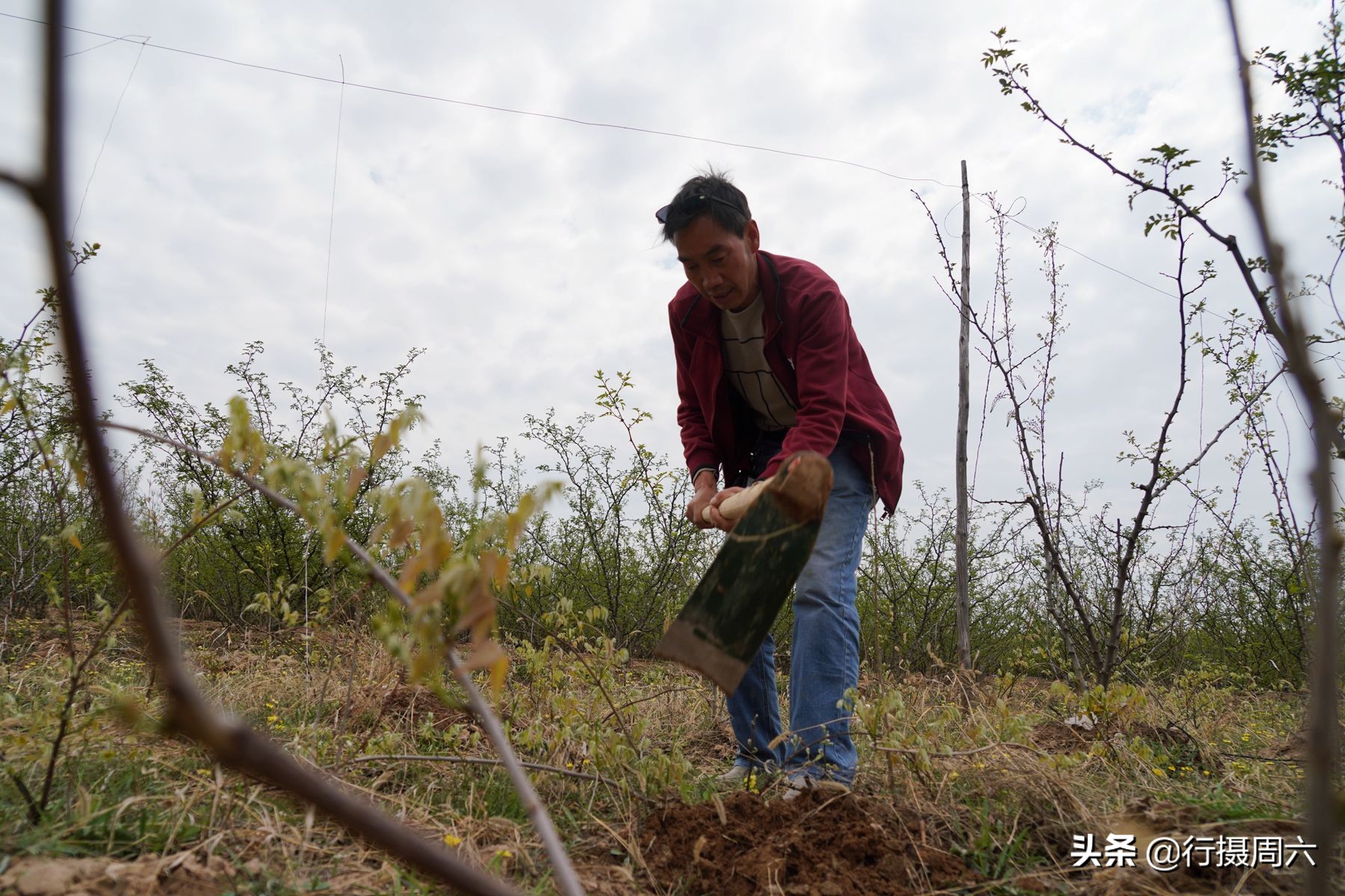 农村创业种植的真实经历,农村山里种植什么赚钱快