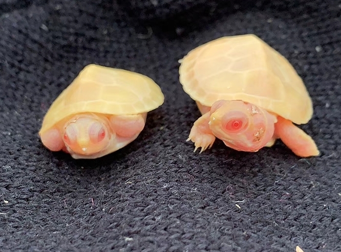 变异巴西龟养殖技巧图解,变异巴西龟养殖视频