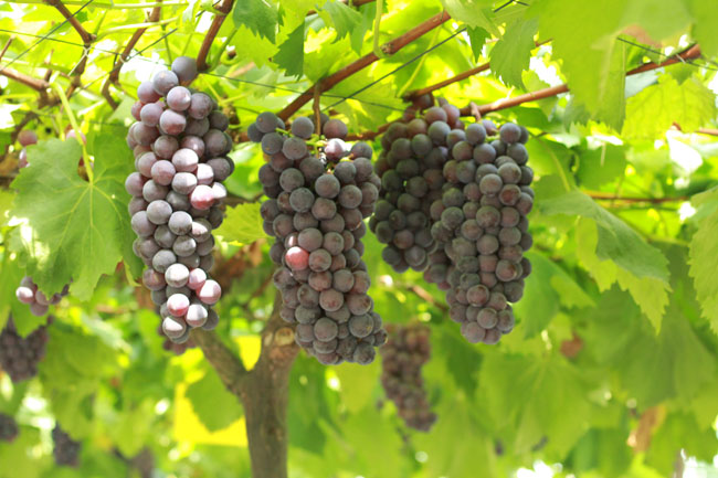 吴培先:重庆水果种植“一姐”的变与不变