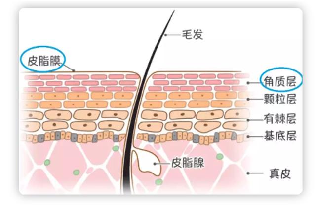 干干的发质怎么改善,干得起皮了怎么办