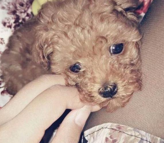 泰迪犬偏不睡狗窝，非要和主人挤一块，第3个原因让人心疼