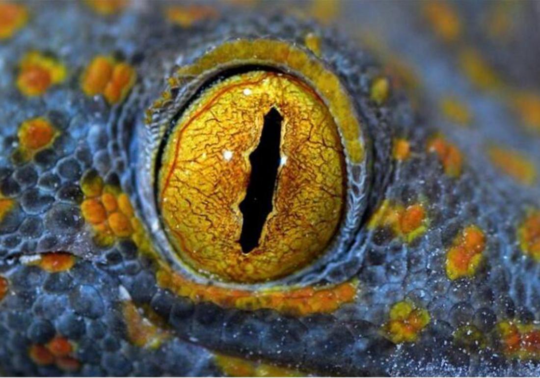 鳄类养殖之防治篇，应对卵黄囊疾病，不得不知的这些知识