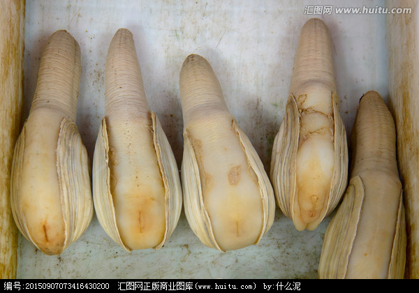 象拔蚌我们走,象拔蚌的图片