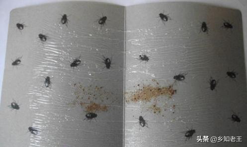 农村苍蝇多怎么消灭,农村苍蝇多简单几招全搞定