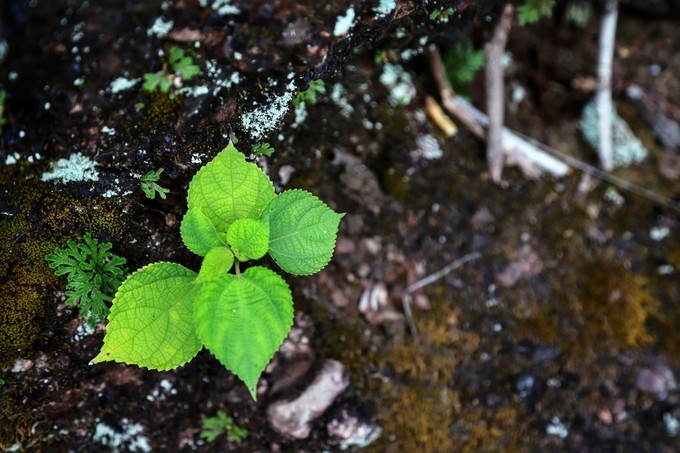 梅州采茶,梅州采茶体验