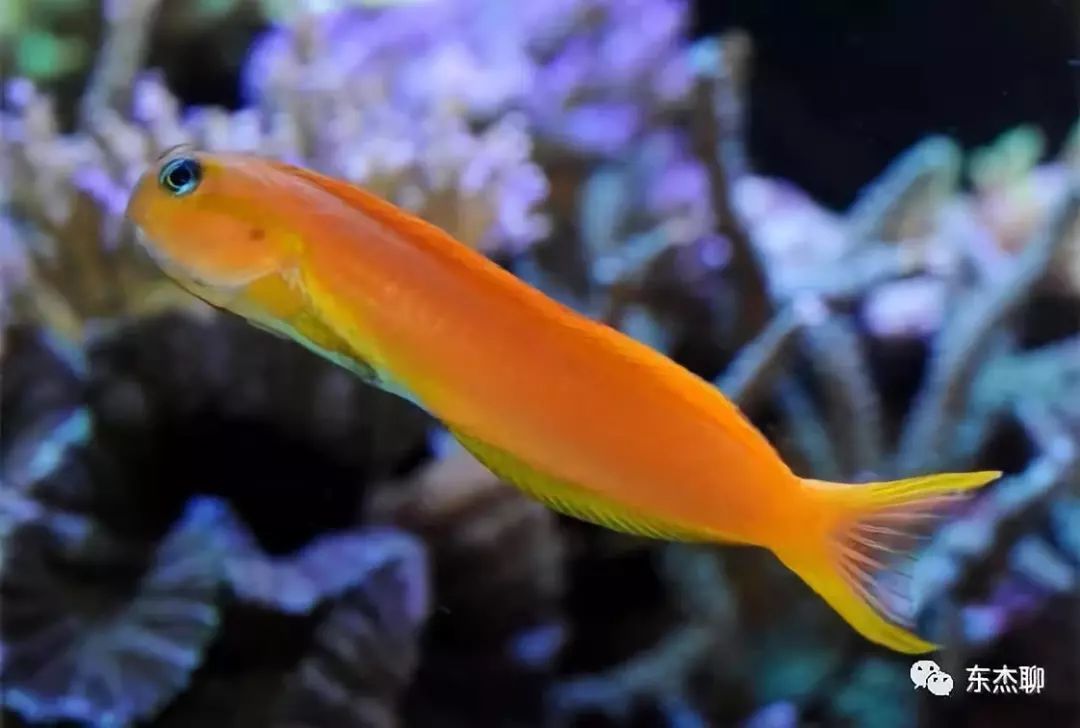 海缸控制弧菌,海缸控制有机物