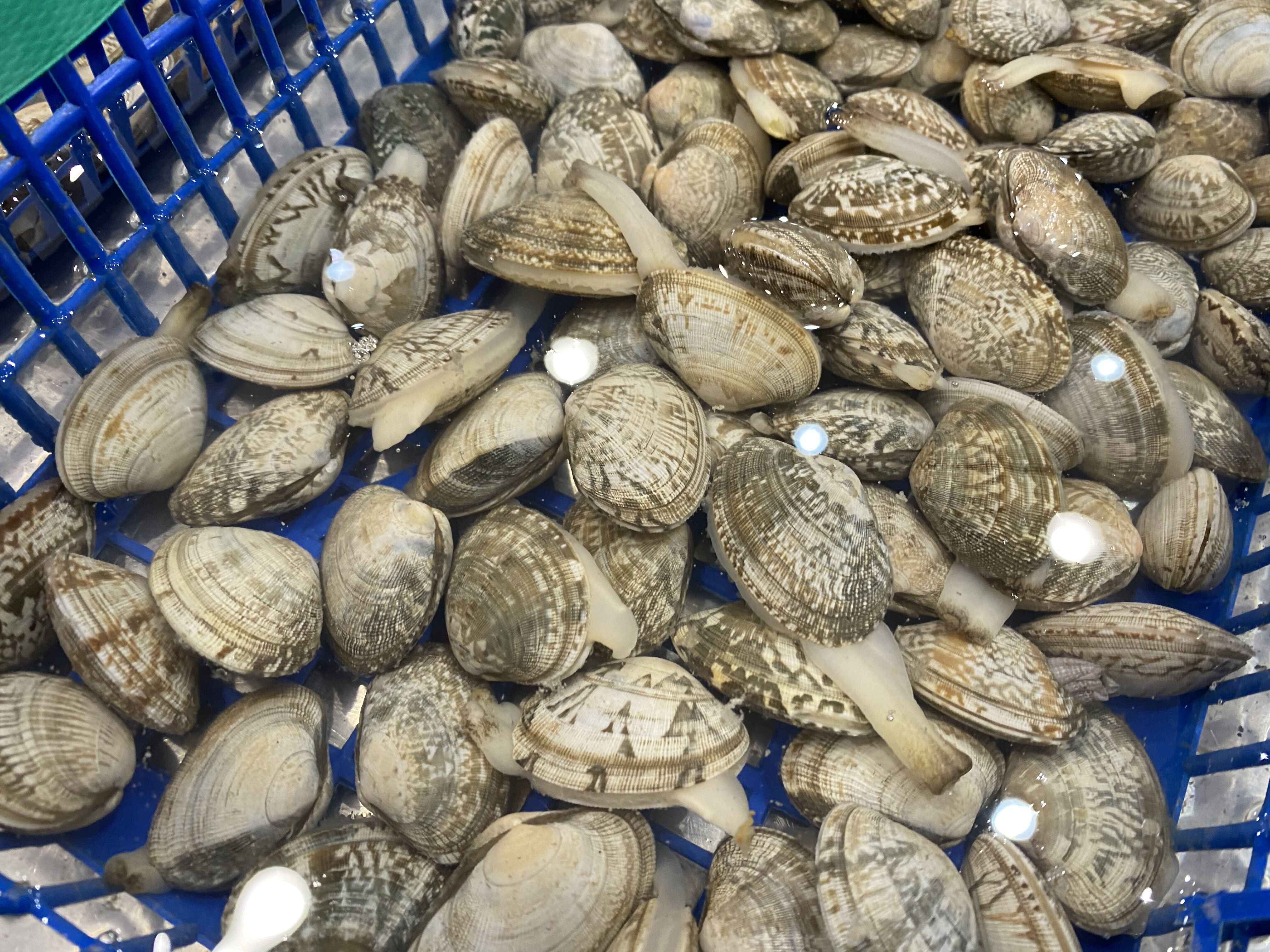 洗花蛤用什么方法,洗花蛤妙招用酒洗