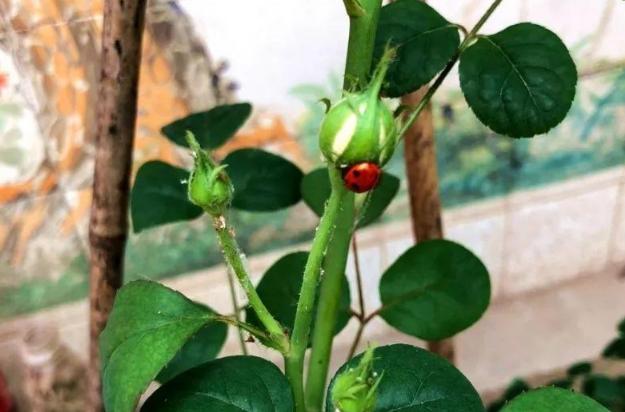 养花长虫子了,养花的水里有虫子怎么杀虫不伤花