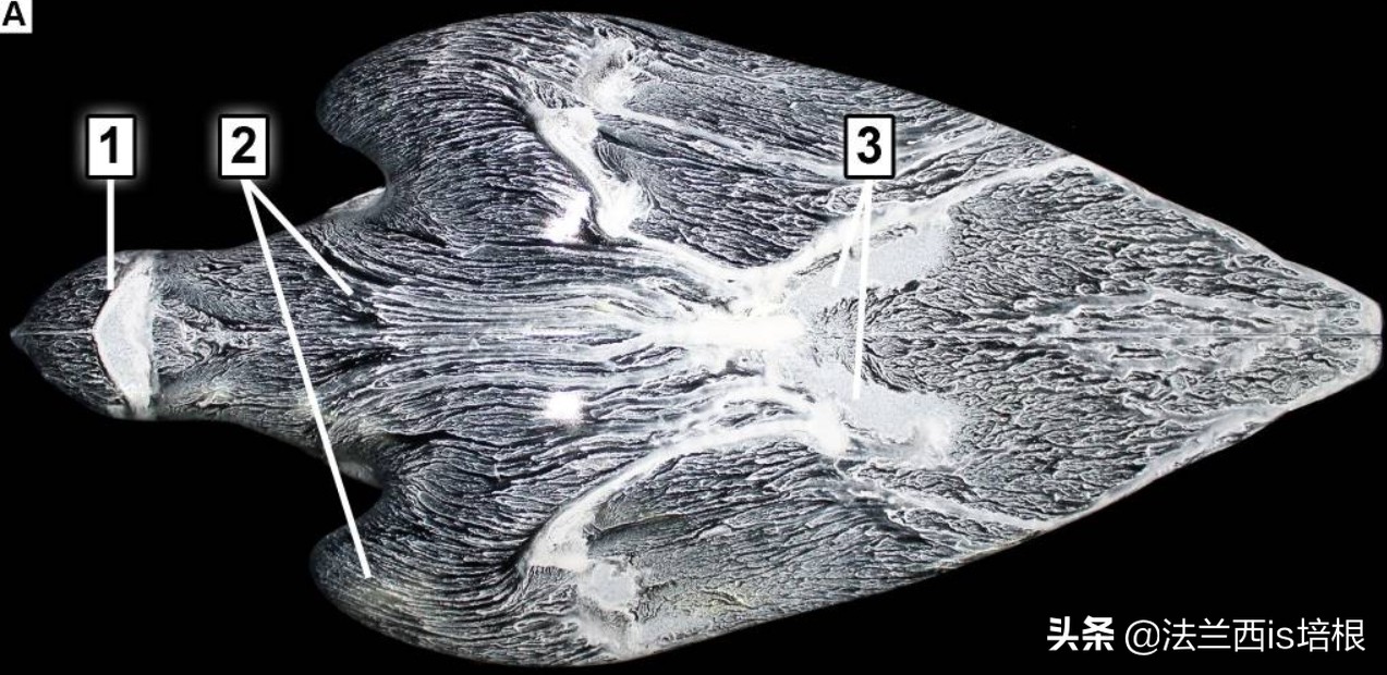 游隼为什么能飞那么快?绝招破解气流分离难题,加速无极限