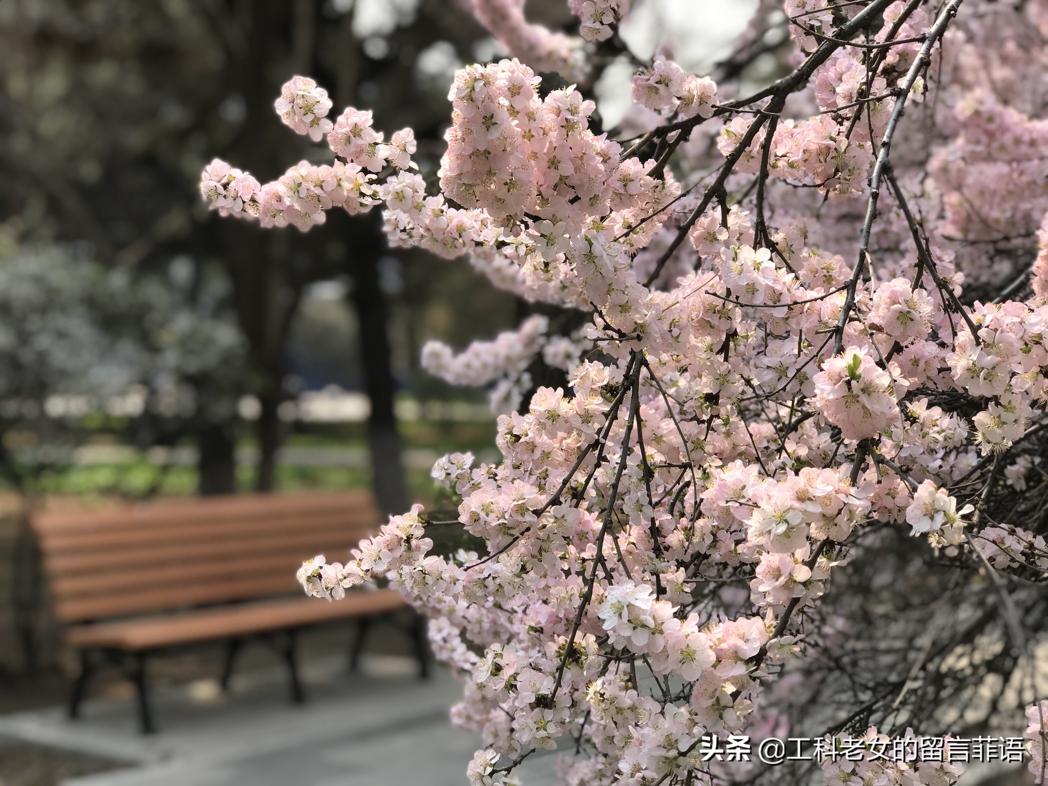 带你领略自然美,带你领略春天独有的浪漫