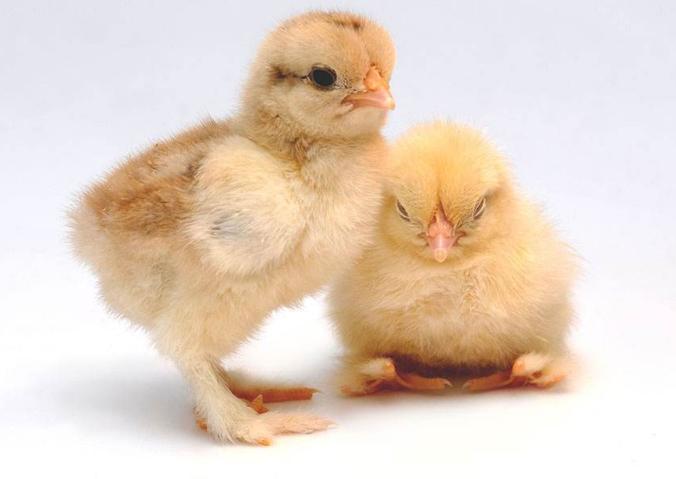 初生雏鸡的雌雄鉴别方法有,雏鸡翻肛雌雄鉴别法