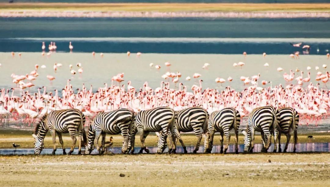 世间稀有的白色长颈鹿母子，在非洲被残忍猎杀，发现时只剩骨骼