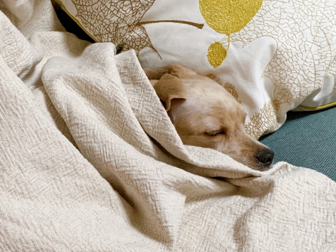 狗狗怀孕到生产需要注意什么,狗狗从怀孕开始陪主人