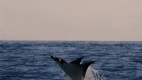 路亚鱼种类大全,长江鱼种类大全图片