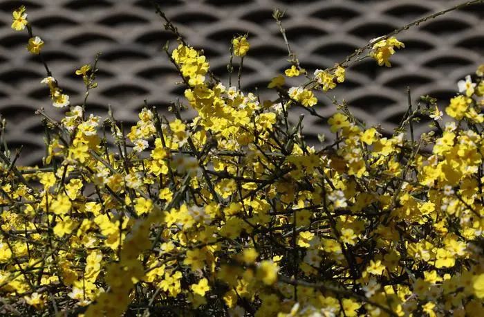 有一种春天叫西安的春天,西安古都的春天在哪里