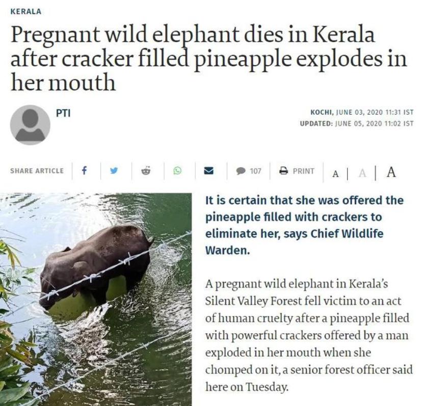 云南象萌翻全世界!外网追直播“吸大象”,夸中国护象措施太可爱