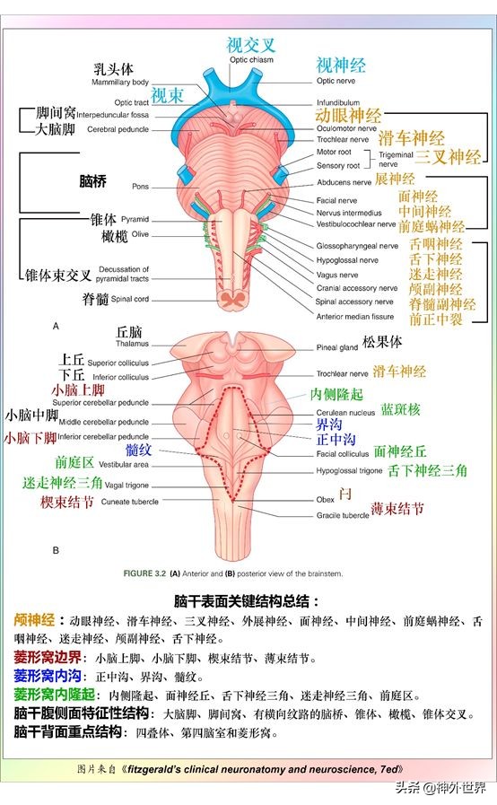 中脑和脑干的解剖,解剖神经系统脑干