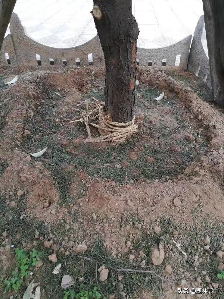 苗木移植后，叶片干枯、变黄、脱落的可能原因及相应的解决方法