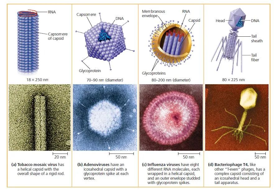 世界第一例病毒是什么,第一个病毒是怎么诞生的