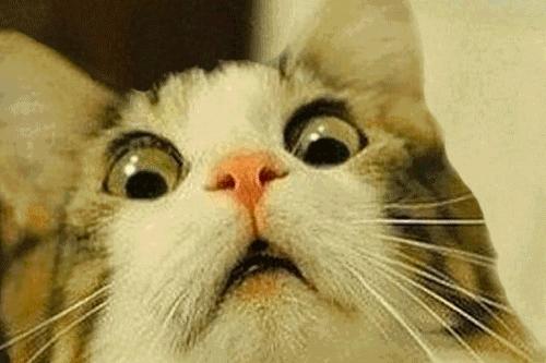 捡到猫咪的胡子,收集猫咪胡须会有好运嘛